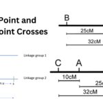 Two-Point and Three-Point Crosses