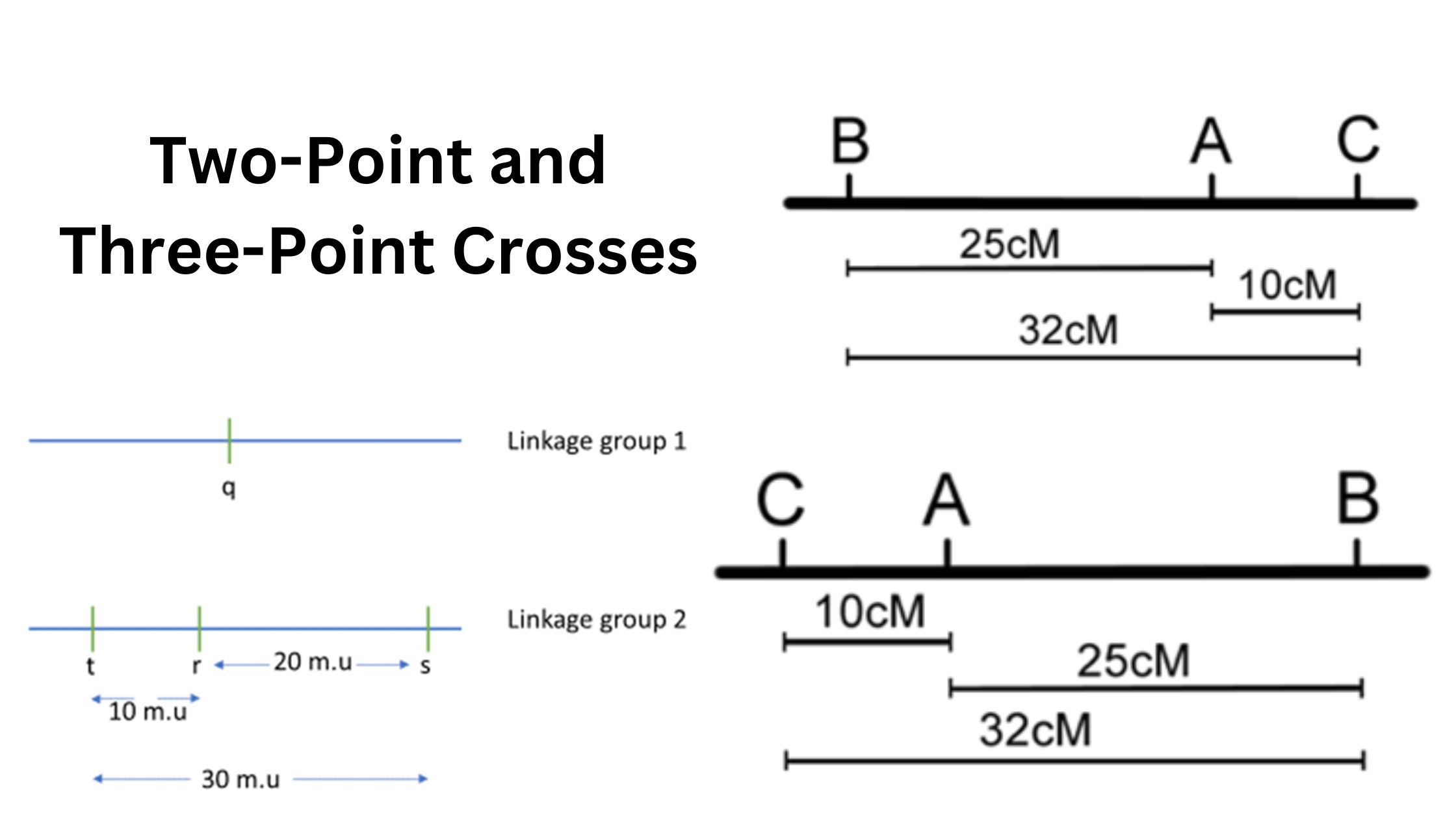 Two-Point and Three-Point Crosses