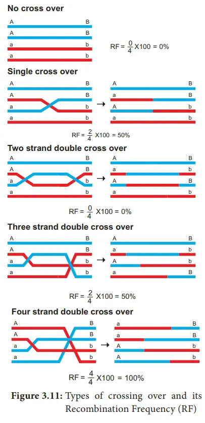 Types of Crossing over