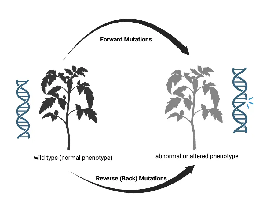 Types of Mutations Based on Direction of Mutation
