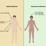 Types of Mutations Based on Mode of Origin