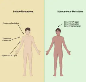 Induced Mutation – Definition, Mechanism, Examples
