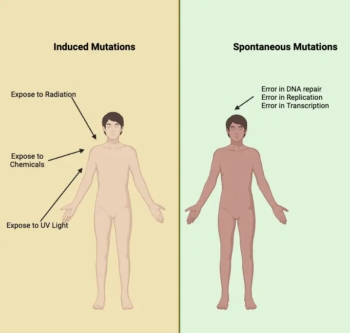 Types of Mutations Based on Mode of Origin