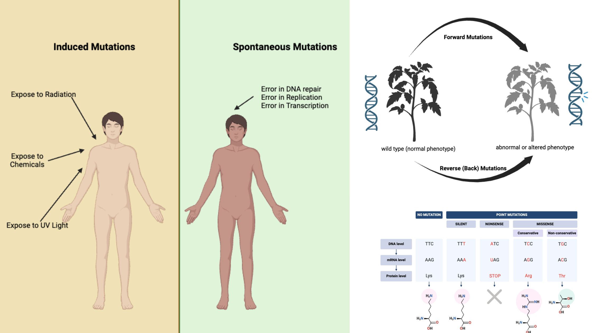 Types of Mutations