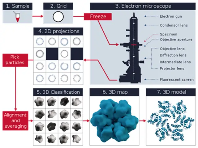 Typical cryo EM workflow.