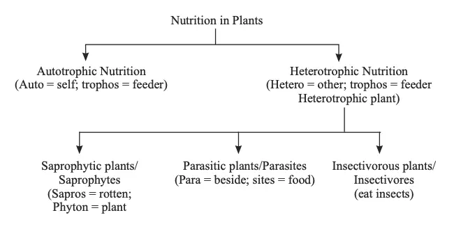 Mode of nutrition in plants