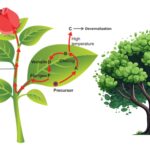 Vernalization - Definition, Types, Mechanism, Examples