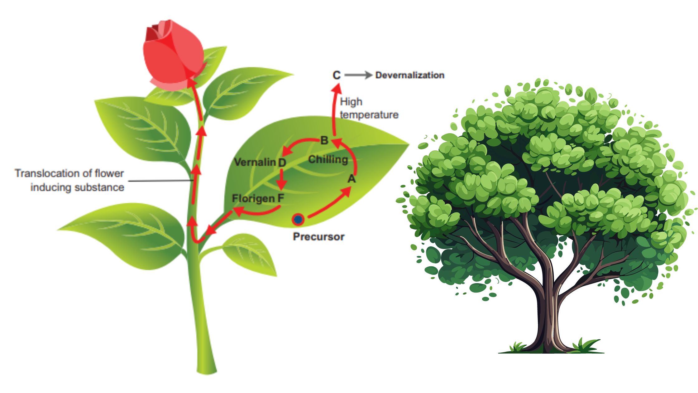 Vernalization - Definition, Types, Mechanism, Examples