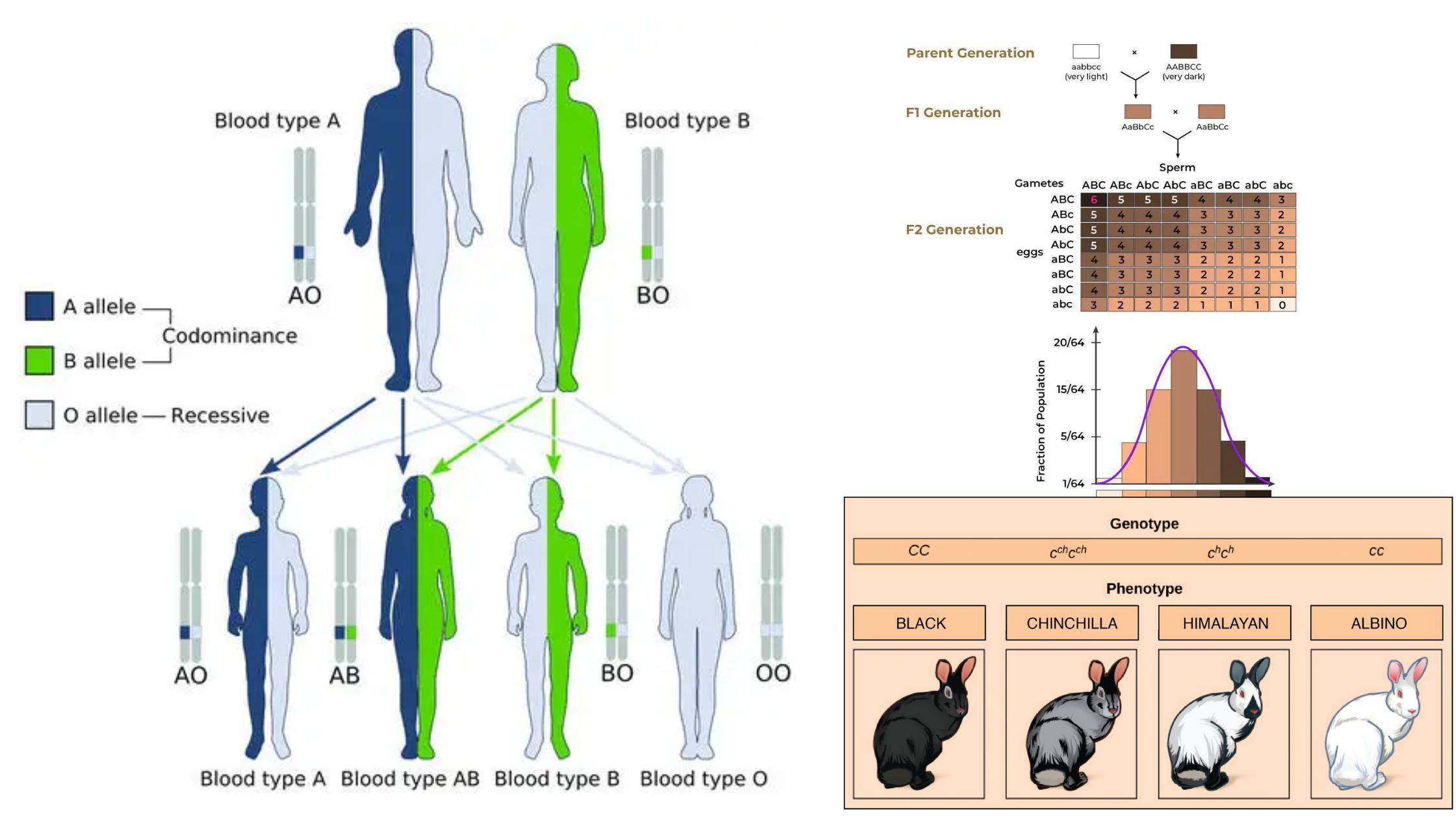 What is Non-Mendelian Inheritance?