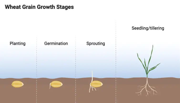 Wheat Grain Growth Stages