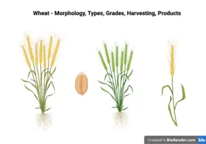 Wheat – Morphology, Types, Grades, Harvesting, Products