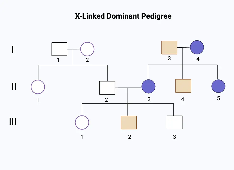 X-Linked Dominant Pedigree