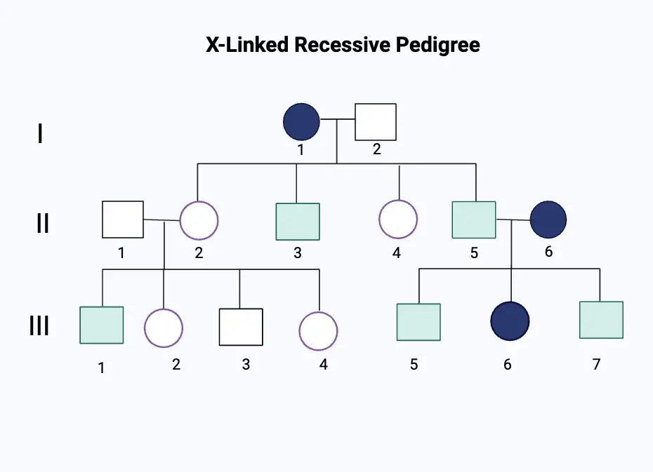 X-Linked Recessive Pedigree