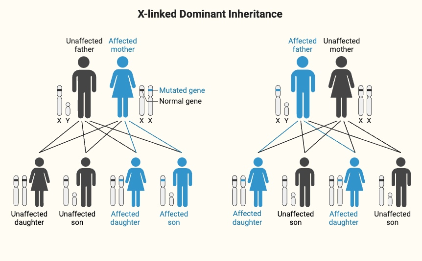 Sex-linked Inheritance - Definition, Characteristics, Examples ...