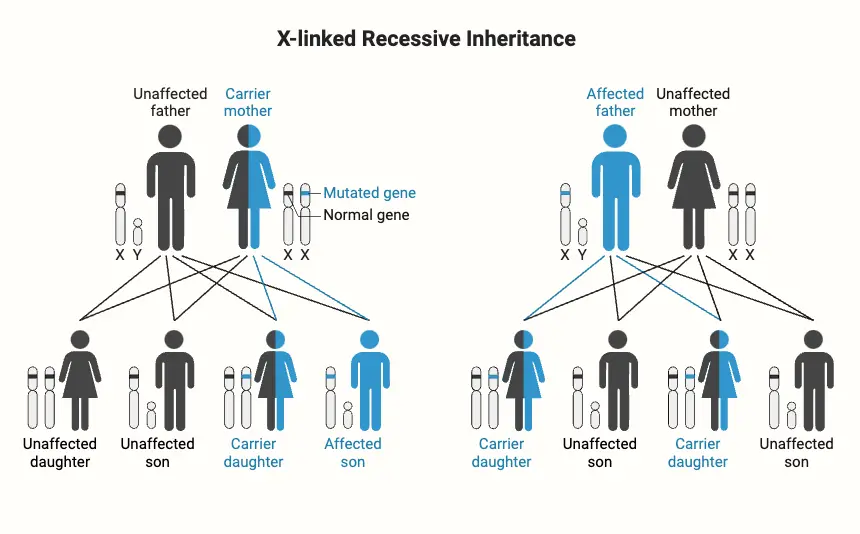 X-Linked Recessive Inheritance