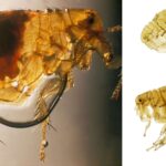 Xenopsylla cheopis - Morphology, Life cycle, Control