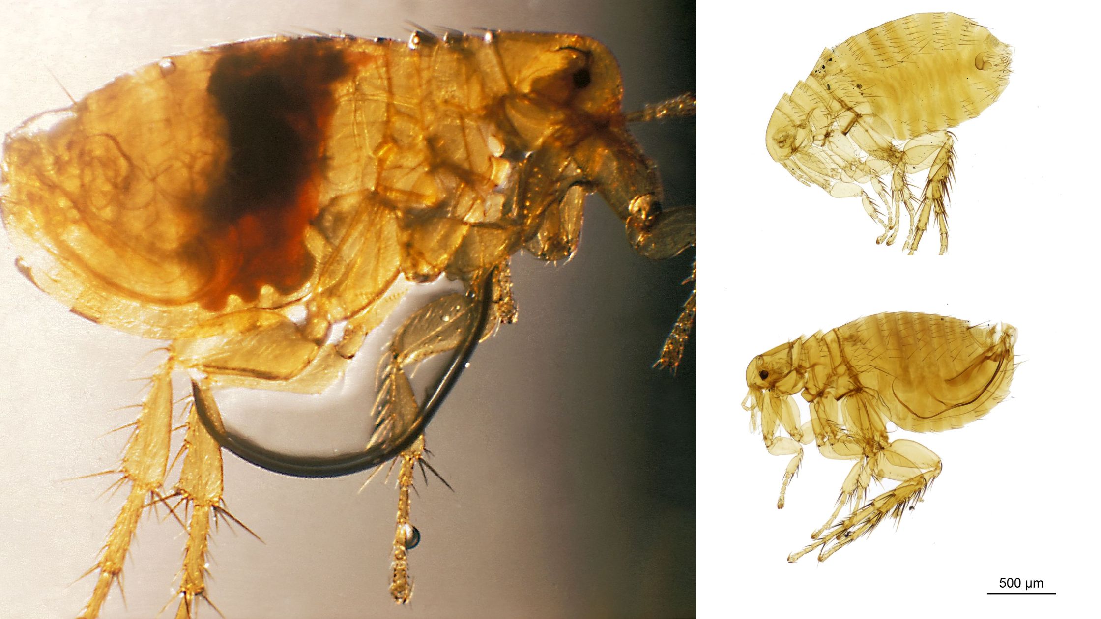 Xenopsylla cheopis - Morphology, Life cycle, Control