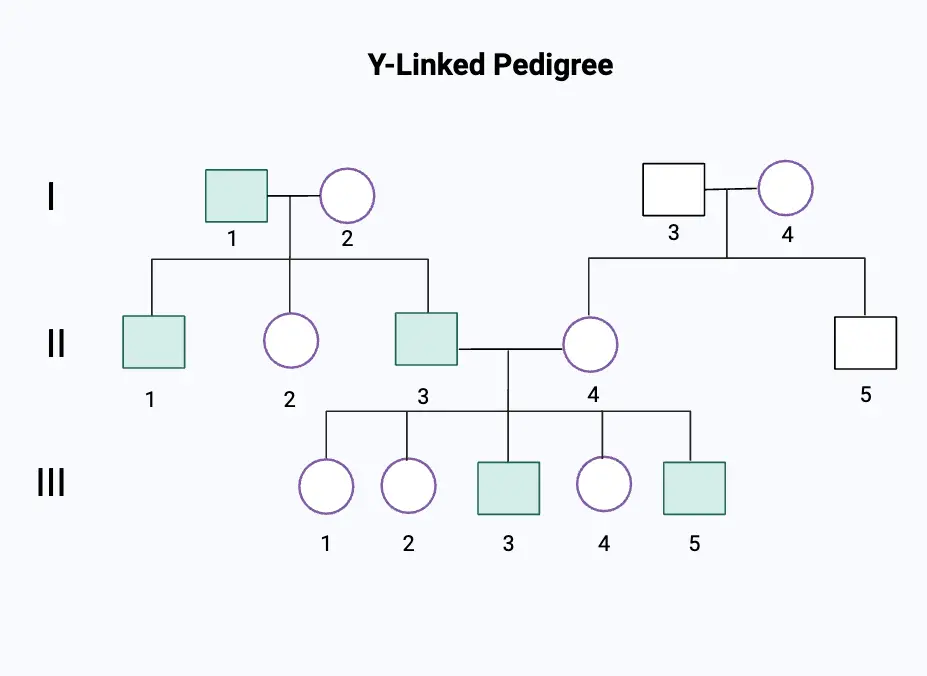 Y-Linked Pedigree