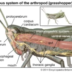 Insect Nervous System