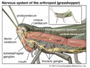 Insect Nervous System – Structure and functions