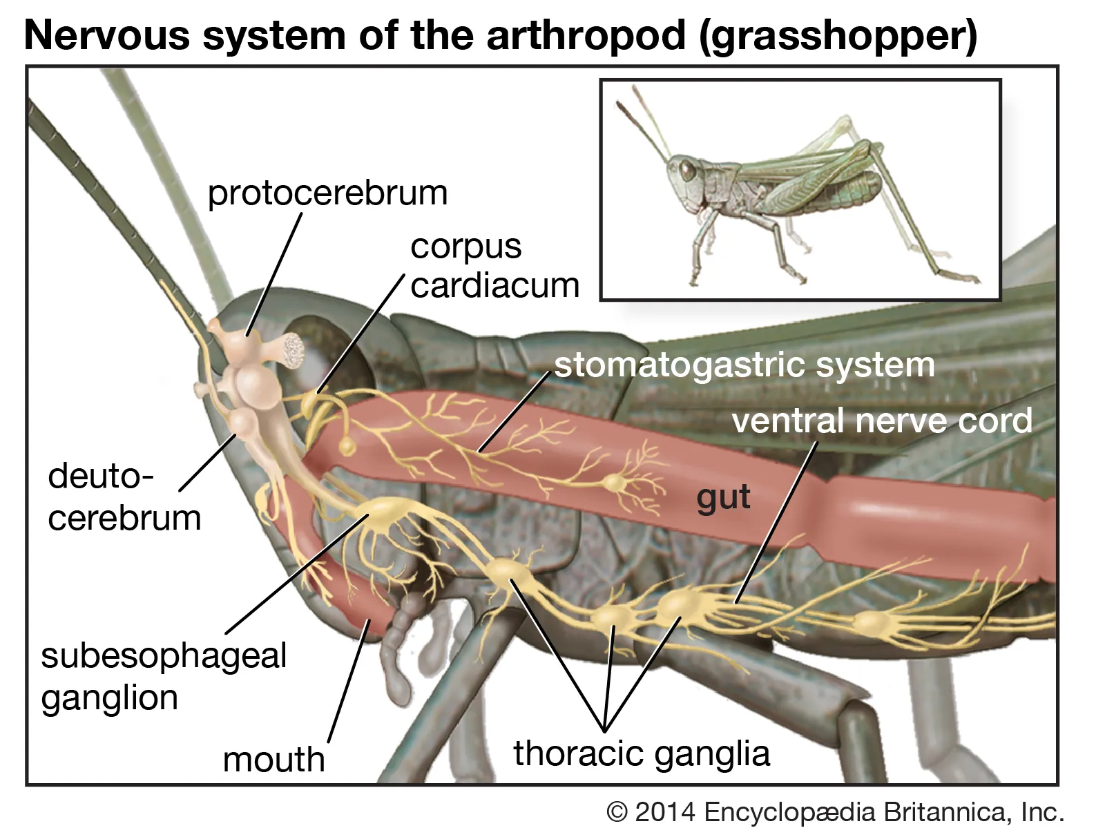 Insect Nervous System - Structure and functions - Biology Notes Online