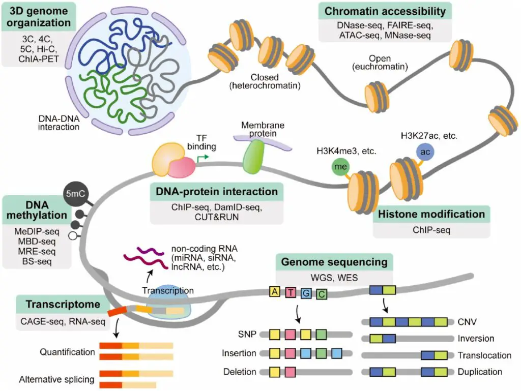 HTS applications in eukaryotes.