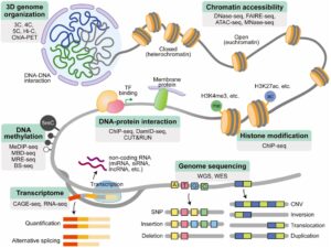 High Throughput Sequencing (HTS) - Principle, Steps, Applications