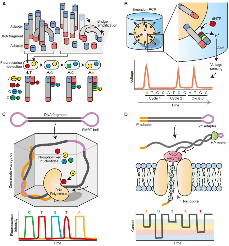 The sequencing principle of the HTS technologies.