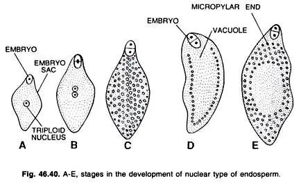 Nuclear Endosperm