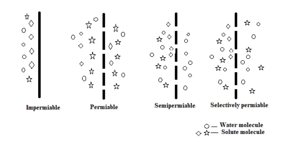 permeable membrane