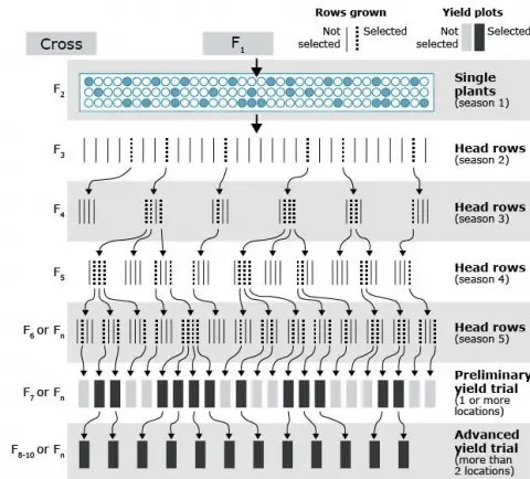 Flow chart of pedigree method of breeding.