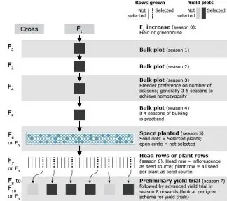 Flow chart of bulk method of breeding.