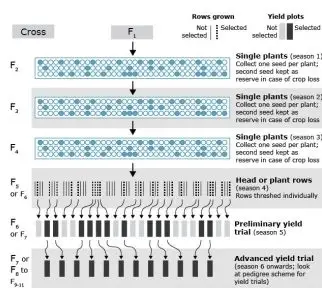 Flow chart of single seed descent method of breeding.