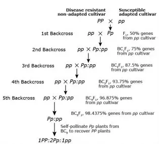 Flow chart of backcross method of breeding.