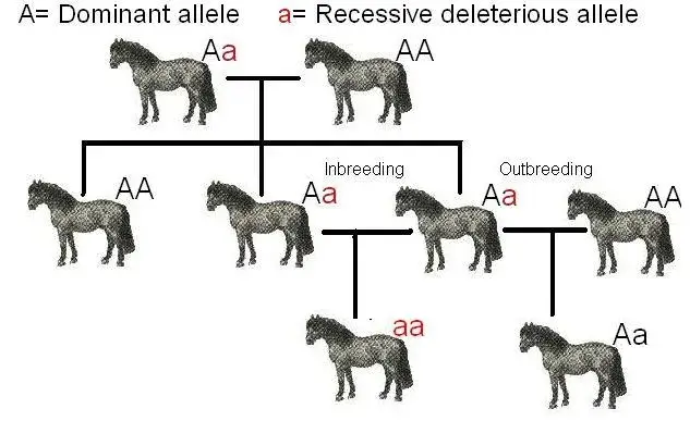 Inbreeding Depression