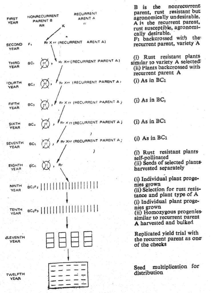 A generalised schemelfor the/transfer of a dominant gene for disease resistance through the backcross method ni a self-pollinated species.