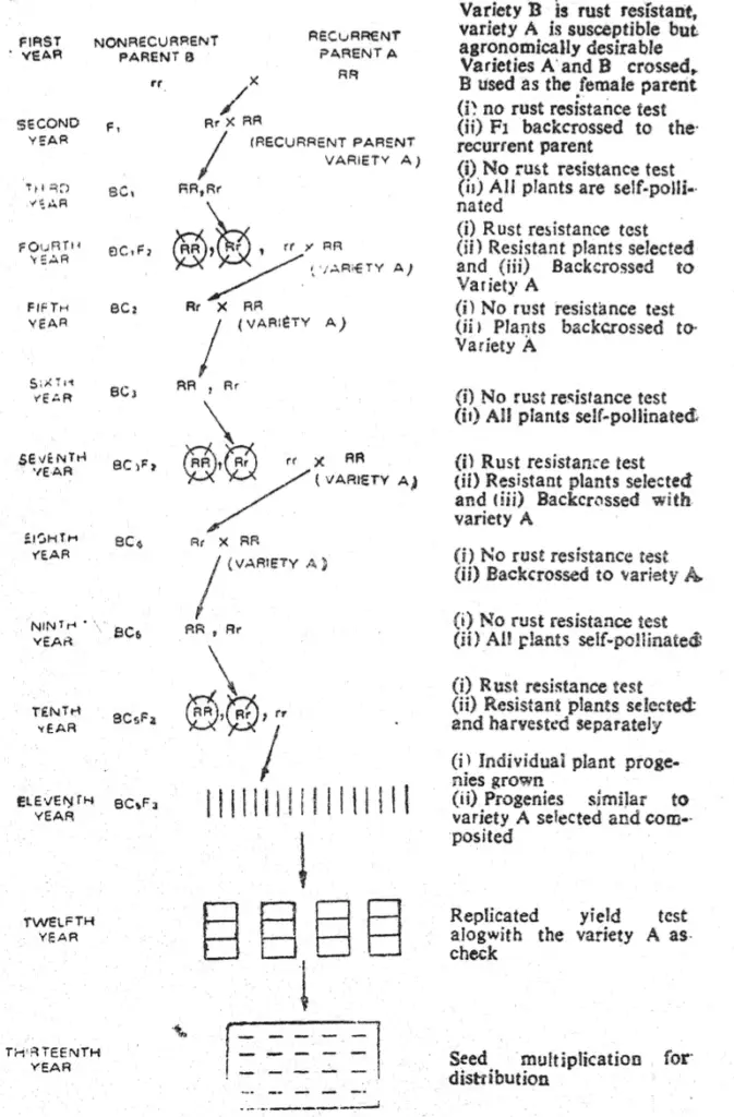 The procedure of backcross method