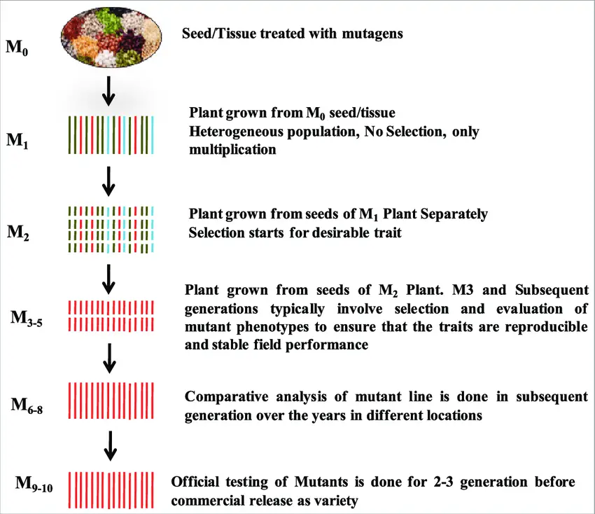 Flow chart of traditional mutation breeding scheme.