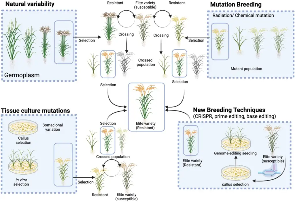 Schematic representation of different systems used for breeding rice: natural variability, mutation breeding, tissue culture mutation, and new breeding techniques. 