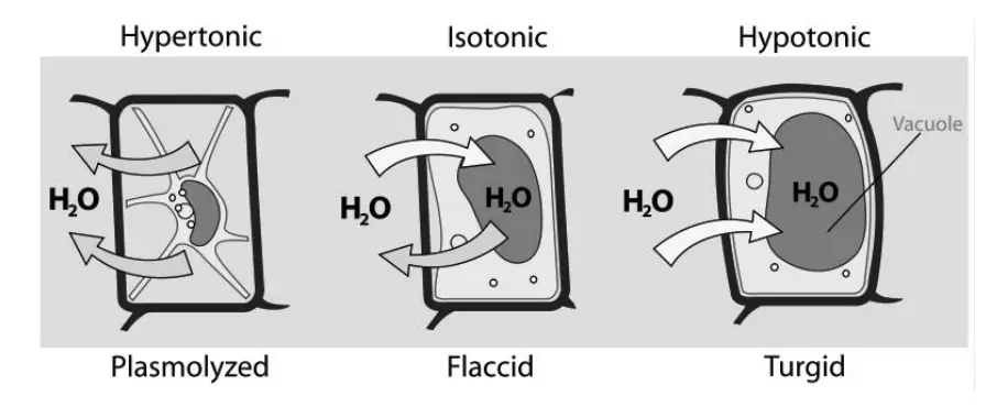 Types of solution based on the concentration