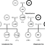 Schematic diagram of the distant hybridization breeding system between AA and BB genome species concerned