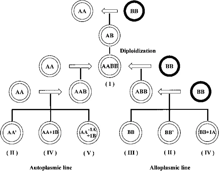 Schematic diagram of the distant hybridization breeding system between AA and BB genome species concerned