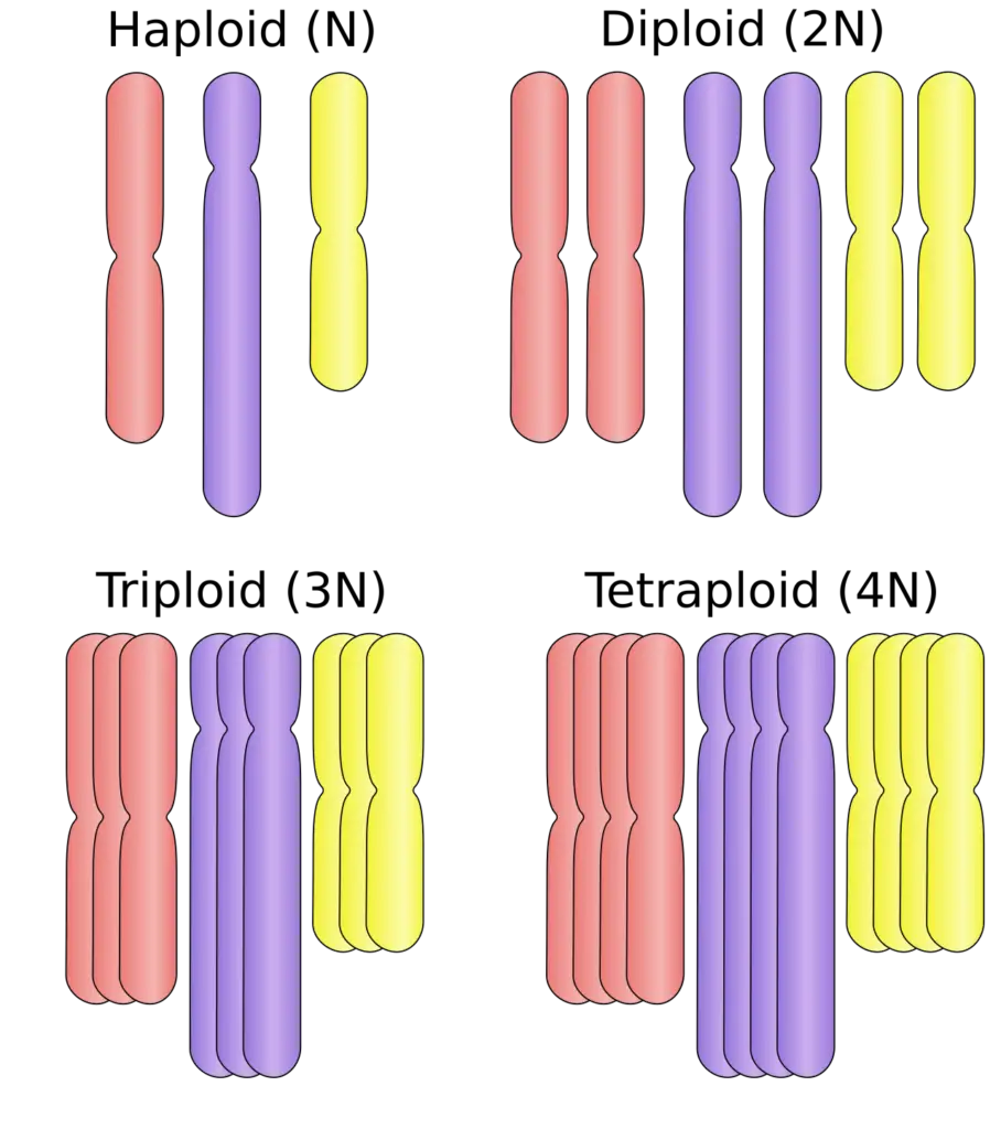 This image shows haploid (single), diploid (double), triploid (triple), and tetraploid (quadruple) sets of chromosomes. 