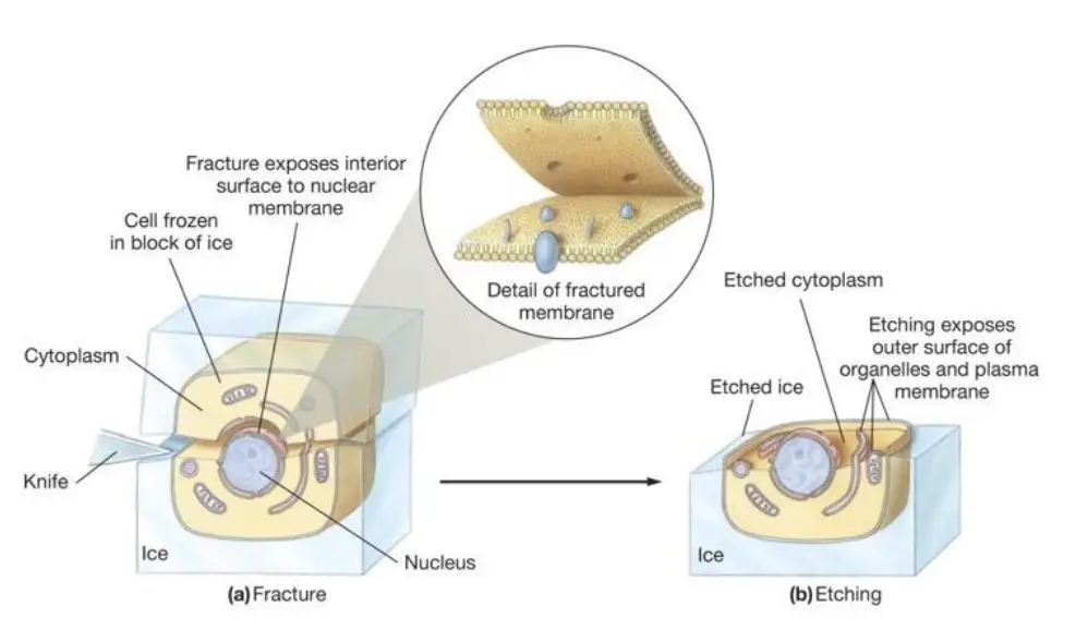 The Freeze-Fracture Technique. In steps (a) and (b), a frozen eucaryotic cell is fractured with a cold knife. Etching
by sublimation is depicted in (c). Shadowing with platinum plus carbon and replica formation are shown in (d) and (e).