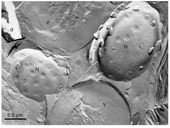 Freeze-fracture view of the interior of a Chlorella cell.