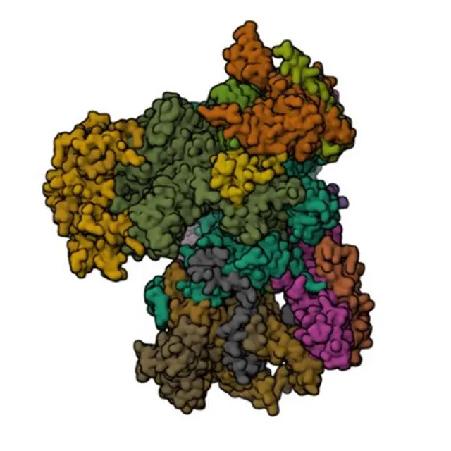 Cryo EM structure of the human RNA polymerase III