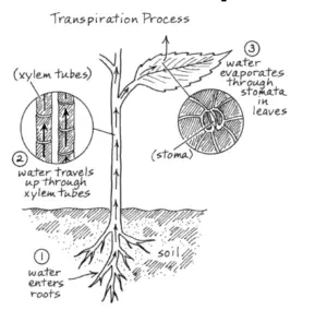 Transpiration - Types, Mechanism, Factors, Significance - Biology Notes ...