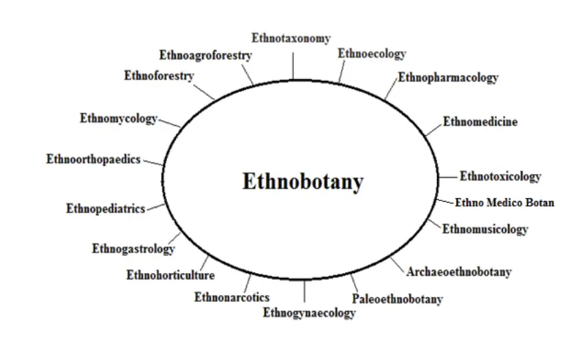 Subdisciplines of Ethnobotany