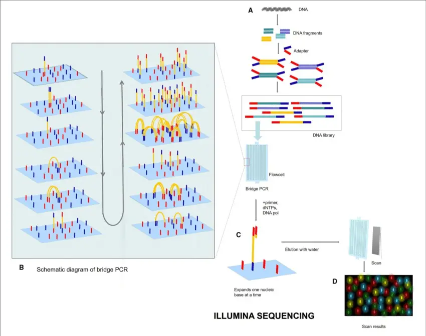 Illumina sequencing process (Lu Zhang et al,. 2021)