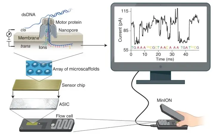 Principle of nanopore sequencing Yunhao (Wang et al, 2021)

